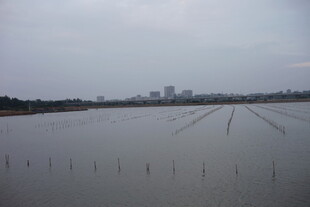 水域农田与远处城市景观