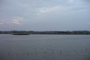 宁静湖面的清晨景致