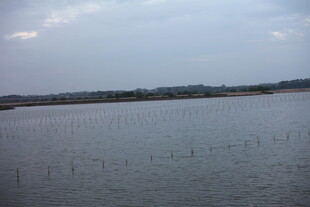 宁静宽阔的水域景观