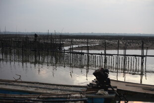 湛江生蚝养殖场