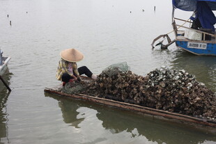 渔民驾船满载生蚝归来