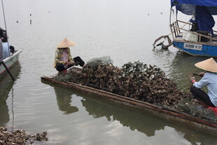 渔民水上搬运海产