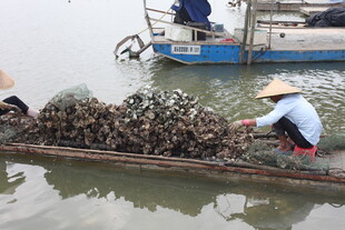 渔民船上劳作收获牡蛎