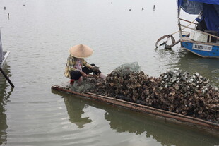 水上劳作的蛎农