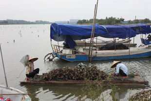 水乡渔民劳作场景