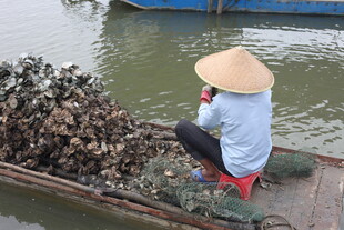船上采牡蛎的戴斗笠渔民