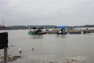 港湾停泊船只与水中飞鸟