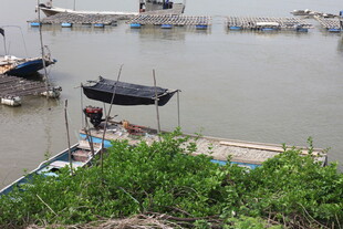 江边停泊的船只与绿植