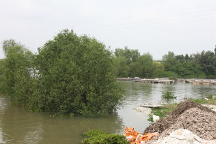 洪水淹没岸边树木景象