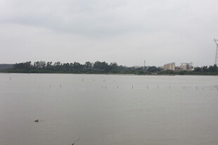 平静湖面与远处树木景观