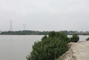 江边绿树与远处输电塔