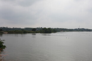 宁静湖面与远处植被景观