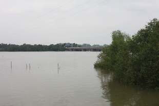河畔绿树环绕的宁静水域