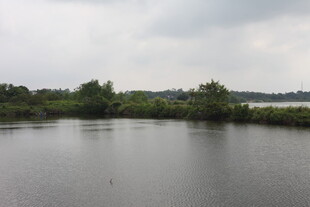 宁静湖泊与岸边绿植景观