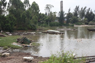 乡村池塘边的自然景致