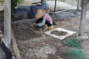 农妇在林间专注劳作