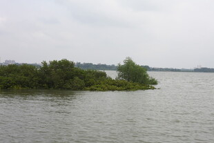 湖中小岛绿意盎然