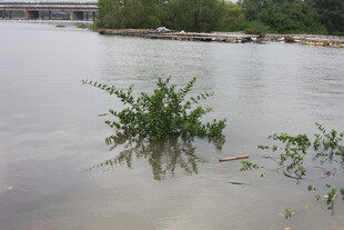水中挺立的绿色植物