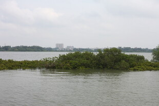 水域中的绿意小岛