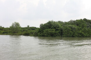 河畔绿意盎然的自然景致