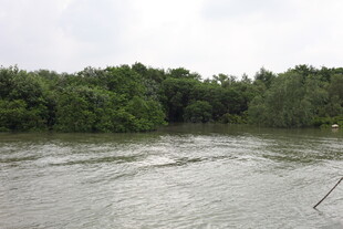 河流旁的茂密树林景观