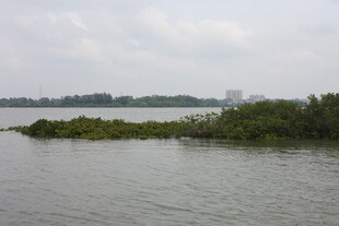 河畔绿植点缀的宁静水域