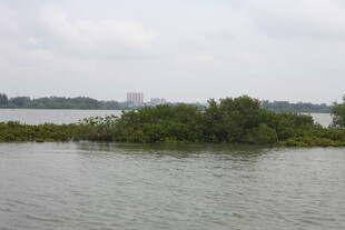 水域中的绿植小岛