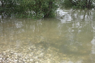 河边浅水处的自然景象
