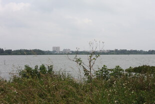 湖畔风光绿植与远处景致