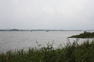 湖畔景致草木与水域风光