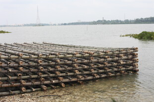 水边排列的木质结构物