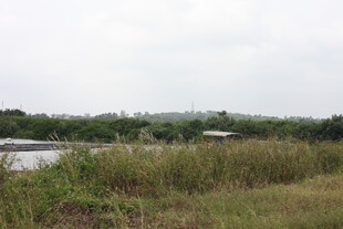 野外河畔的茂盛草地景观