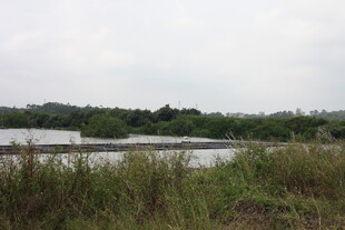 湿地风光水草与水域景观