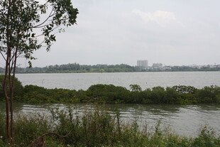 湖畔绿植环绕的自然景致