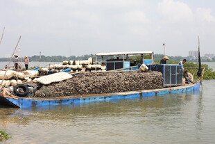 河上运生蚝驳船