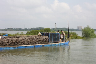 水上运蚝船作业场景