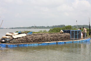湛江生蚝收获场景