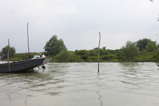 水域中的船只与岸边植被