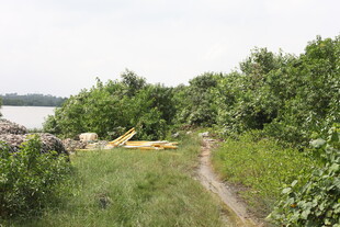 林间小径旁的自然景象