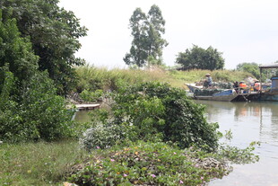 河畔绿植与停泊船只