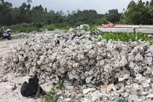 堆积如山的生蚝壳