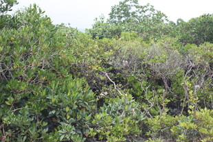 茂密繁茂的绿色灌木丛