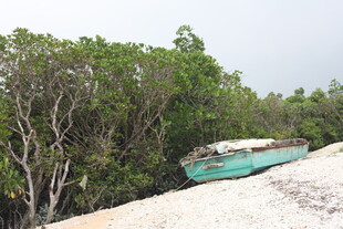 岸边绿树旁的旧蓝船