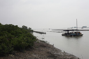 岸边停泊的船只与绿植