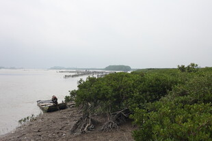 海岸边的茂密红树林景观