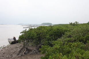 岸边绿植旁的独坐之人