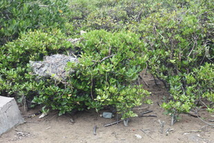 绿叶丛中的紫色小花