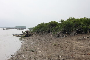 岸边绿植与小船