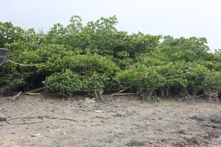 海岸边的茂密红树林