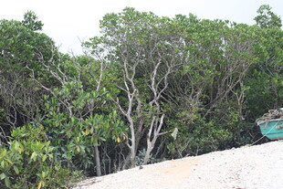 茂密树林中的绿意景致